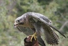 Peregrine Falcon Facts - peregrine falcon