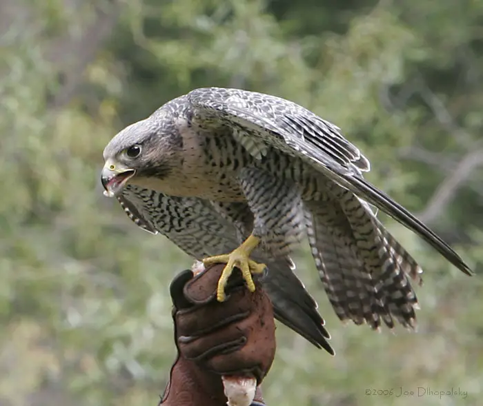 Peregrine Falcon Facts - peregrine falcon