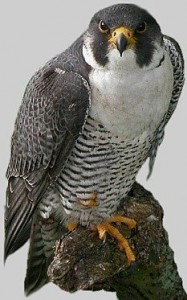 Peregrine Falcon Facts - Peregrine Falcon