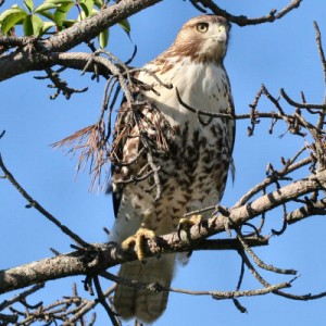 red-tailed hawk facts - red-tailed hawk
