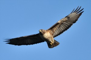 red-tailed hawk facts - red-tailed hawk