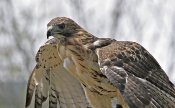 red-tailed hawk facts