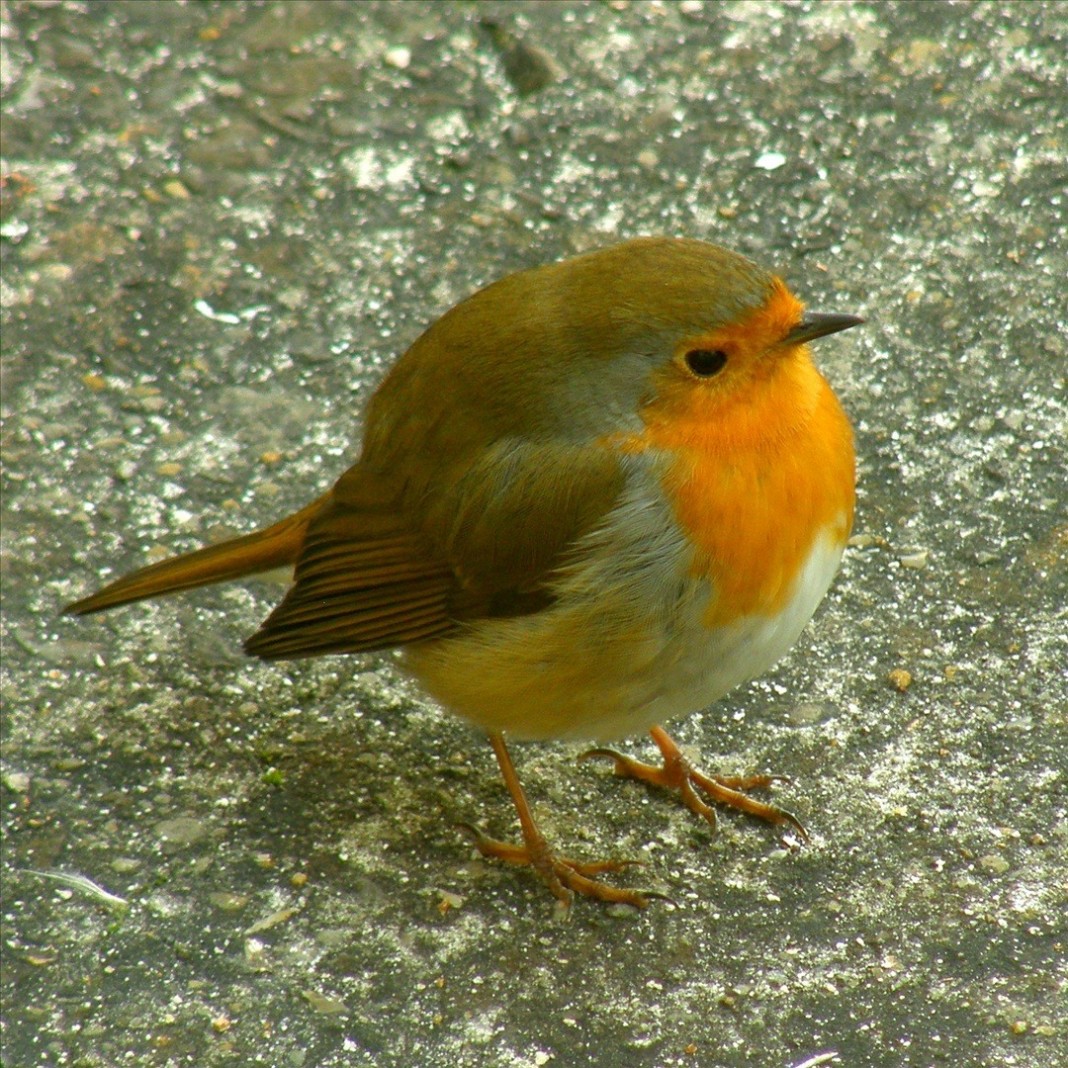 robin bird facts4 Birds Flight