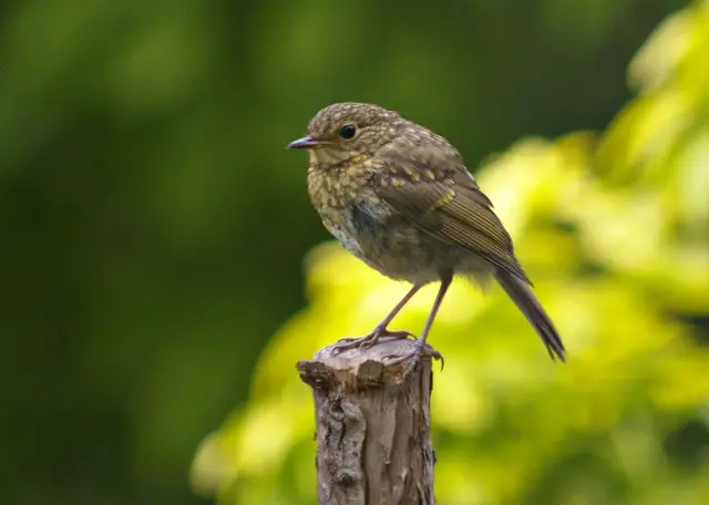 robin bird facts - robin bird - Birds Flight