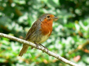 robin bird facts - robin bird