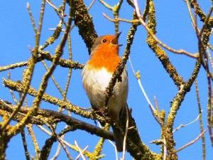 robin bird facts - robin bird singing