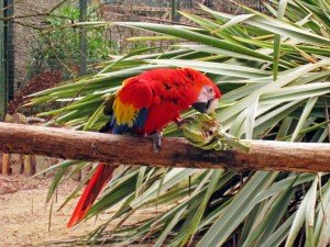scarlet macaw facts - scarlet macaw