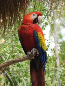 scarlet macaw facts - scarlet macaw