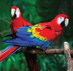 scarlet macaw facts - scarlet macaw