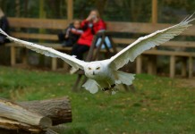 snowy owl - snowy owl facts for kids