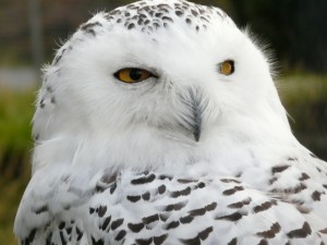 snowy owl - snowy owl facts