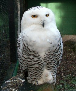 snowy owl - snowy owl facts for kids
