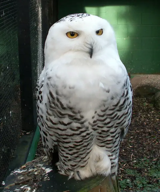Snowy Owl Facts for Kids – Snowy Owl Diet