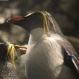 Rockhopper penguin facts