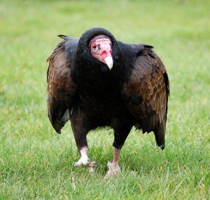 turkey vulture facts