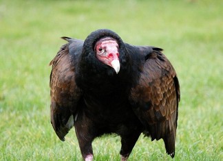 turkey vulture facts