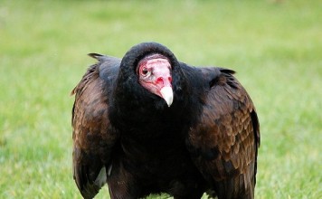 turkey vulture facts