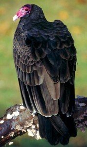 turkey vulture facts