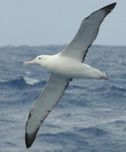 wandering albatross facts