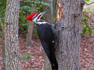 Types of woodpeckers