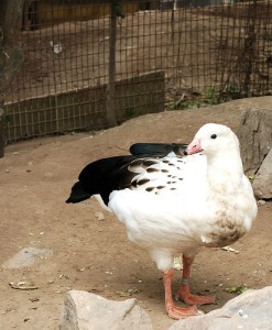 Andean Goose - types of geese