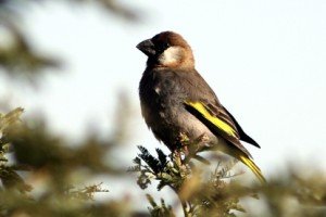 Types of Finches - Arabian Grosbeak
