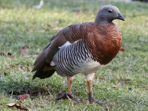 Ashy-headed Goose - types of geese