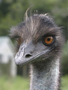 what do emus eat - where do emus live