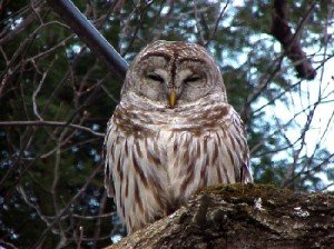 barred owl facts - barred owl
