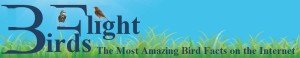 Birds flight the most amazing bird facts on the internet