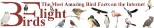 Birds flight the most amazing bird facts on the internet