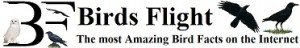 Birds flight the most amazing birds facts on the internet