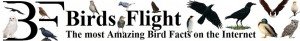 Birds flight the most amazing birds facts on the internet