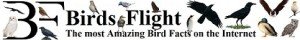 Birds flight the most amazing birds facts on the internet