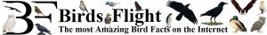 Birds flight the most amazing birds facts on the internet