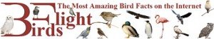Birds flight the most amazing birds facts on the internet