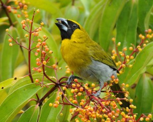 types of finches - Black-faced Grosbeak