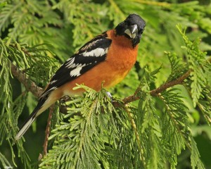 types of finches - Black-headed Grosbeak