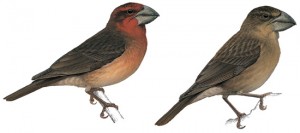 Types of Finches - Bonin grosbeak