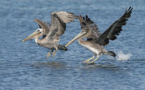 Brown Pelican Facts - Brown Pelican