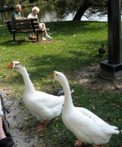 Chinese goose - types of geese