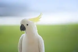 Cockatoo as a Pet - Do cockatoos make good pets
