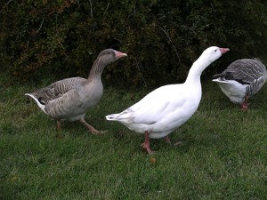 Cotton Patch Goose - types of geese