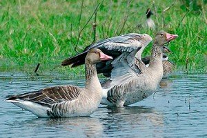 Cotton Pygmy Goose - types of geese