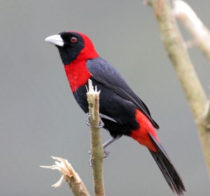 types of finches - Crimson-collared Grosbeak