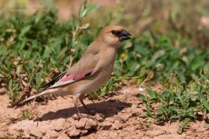 types of finches - Desert Finch