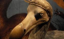 Dodo bird - Dodo bird facts
