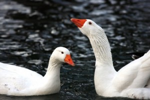 Domestic Goose - types of geese