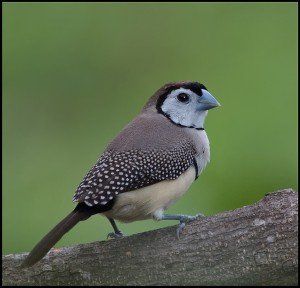 types of finches - Double-barred Finch