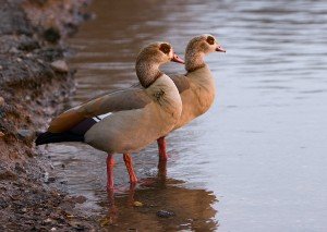 Egyptian Goose - types of geese